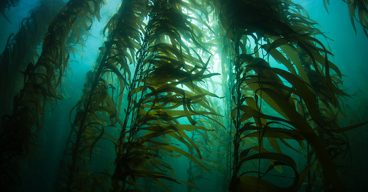 Decorative - image from under water
