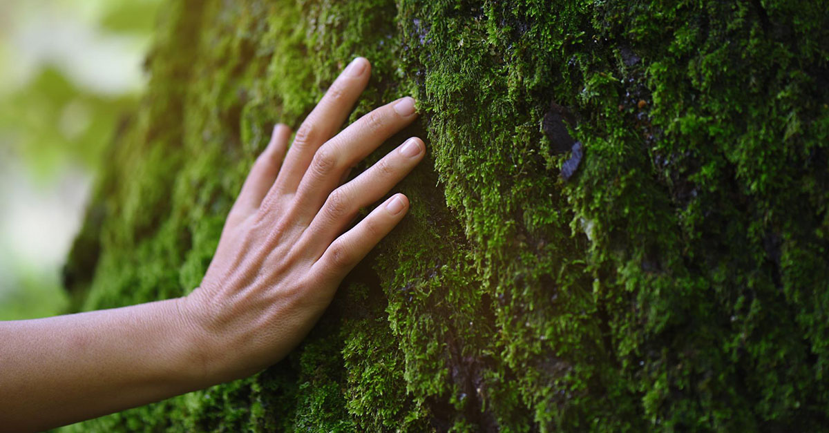 Hand touching a tree trunk covered with moss.